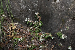 Commersonia dasyphylla