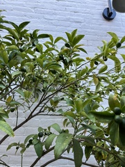 Citrus japonica