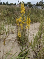 Solidago hispida huronensis