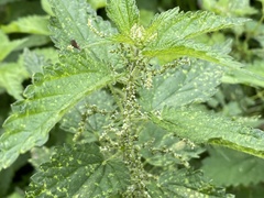 Urtica dioica