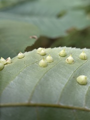 Caryomyia sanguinolenta