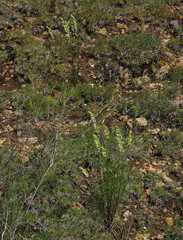 Tripterococcus brunonis