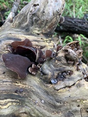 Auricularia polytricha