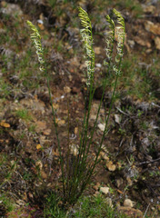 Tripterococcus brunonis