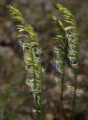 Tripterococcus brunonis