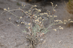 Eriogonum nummulare
