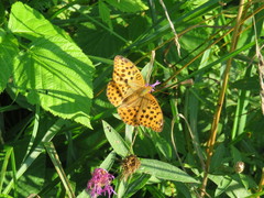 Argynnis laodice