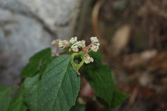 Seringia arborescens