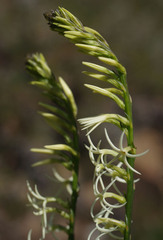 Tripterococcus brunonis