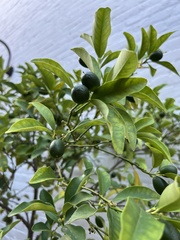 Citrus japonica