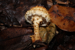 Pholiota
