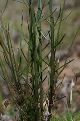 Tripterococcus brunonis