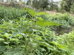Urtica dioica