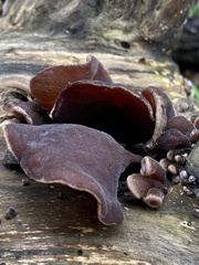 Auricularia polytricha