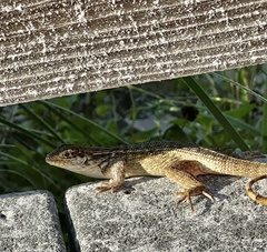 Leiocephalus carinatus