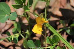 Arachis hypogaea