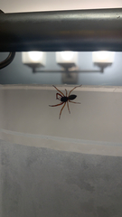 Trachelas tranquillus