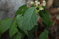 Seringia arborescens