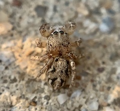 Habronattus texanus