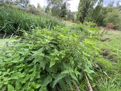 Urtica dioica