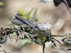 Melanoplus yarrowii