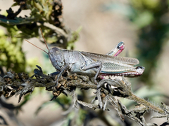 Melanoplus yarrowii
