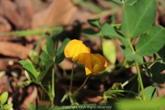 Arachis hypogaea