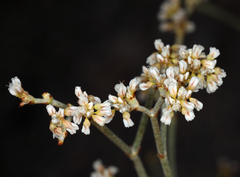 Eriogonum nummulare