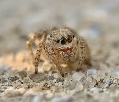 Habronattus texanus