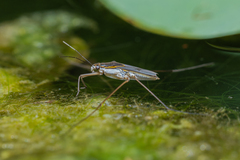 Limnogonus