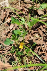 Arachis hypogaea