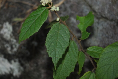 Seringia arborescens