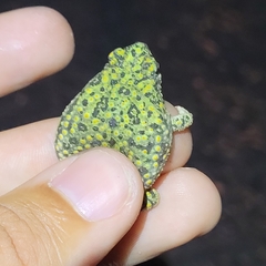 Anaxyrus debilis