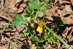 Arachis hypogaea