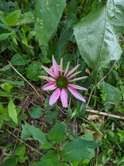 Echinacea