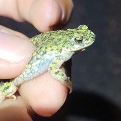 Anaxyrus debilis