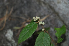 Seringia arborescens