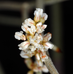Eriogonum nummulare