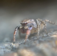 Habronattus texanus