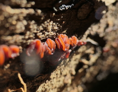 Ascocoryne sarcoides