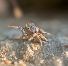 Habronattus texanus