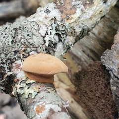 Hapalopilus rutilans