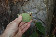Seringia arborescens