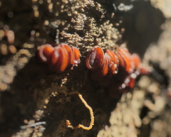 Ascocoryne sarcoides