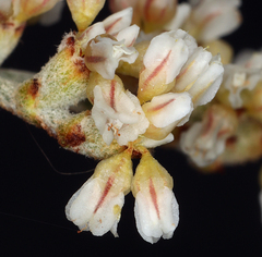 Eriogonum nummulare