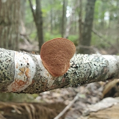 Hapalopilus rutilans