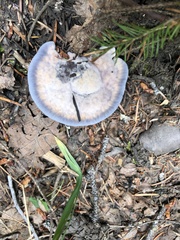 Hydnellum caeruleum