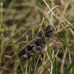 Encoptolophus costalis