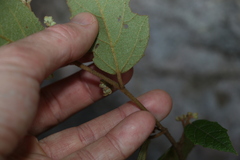 Seringia arborescens