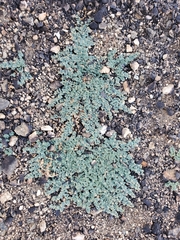 Euphorbia albomarginata